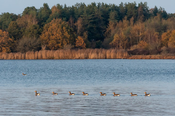 Greylag Geese swimming in a line by fall season