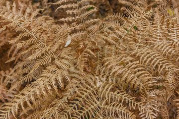 Golden branches of dried fern in the fall