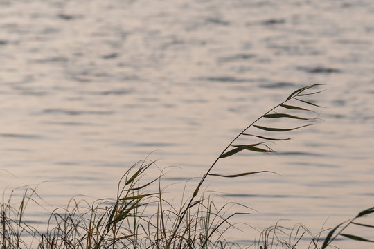 Reed plants silhouettes in fall season