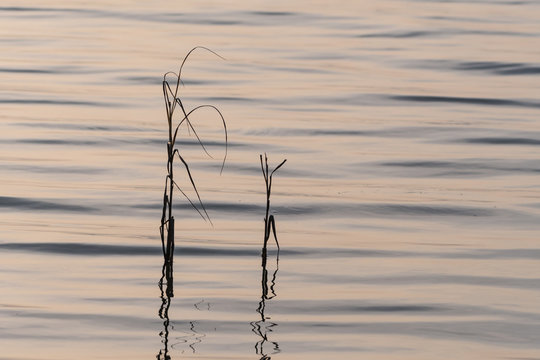 Redd plants silhouettes refelcting in water