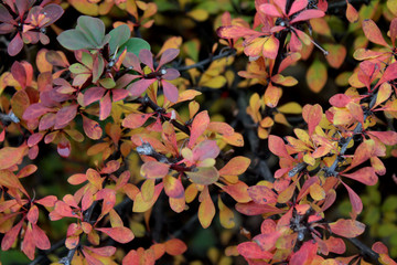 autumn leaves of a Bush
