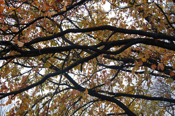 tree branches in autumn foliage