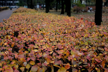 autumn leaves of a Bush