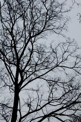  silhouette of naked tree branches
