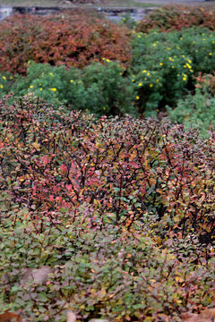 autumn leaves of a Bush