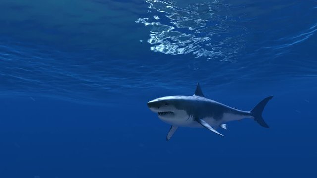 Great White Shark crosses the screen swimming near the surface. Realistic 3D animation. 