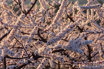 View of white peach tree fields in blossom on natural background in Aitona.