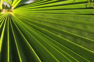 Green Palm Leaves