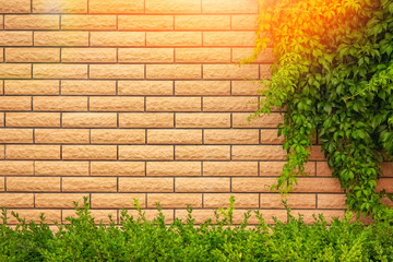 grunge wall background with foliage in nature