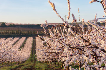 View of white peach tree fields in blossom on natural background in Aitona.