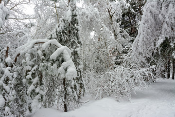 Winter. Forest. Snow dressed trees in white outfits. A pleasant walk in the snowy forest.