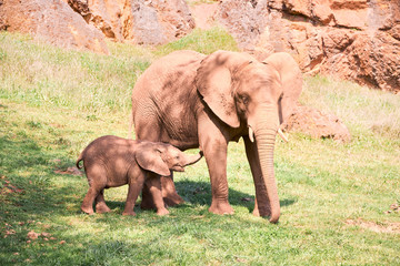 Fototapeta premium elephant calf with its mother in a green meadow.