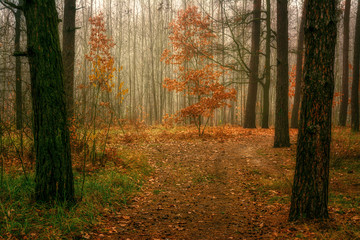 Obraz premium Autumn. Forest. Scenery. Autumn colors transformed the forest. Light fog makes you mysterious. Nice walk.