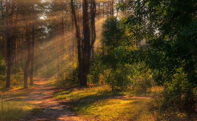 Obraz premium Forest. Scenery. Good sunny morning. The rays of the sun penetrate the trees, creating a pleasant atmosphere for a walk.
