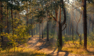 Forest. Scenery. Good sunny morning. The rays of the sun penetrate the trees, creating a pleasant atmosphere for a walk.
