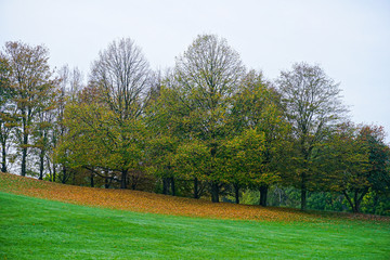 Plakat autumn trees