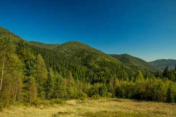 Fototapeta na wymiar Carpathian mountain spruce forest green colorful nature reservation highland scenery landscape environment with blue sky in clear day weather time 