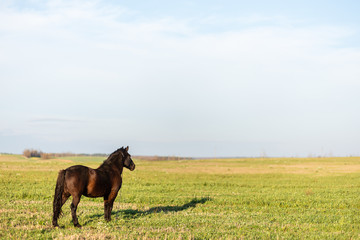 Naklejka na ściany i meble Horse on green pasture with green grass against blue sky with clouds. Black horse on leash