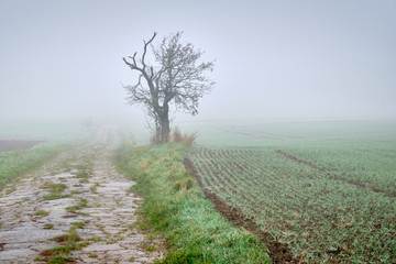 Moody foggy autumn landscape with agricultural fields and a decaying overgrown path leading into...