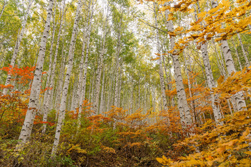 A grove of birch trees with autumn foliage