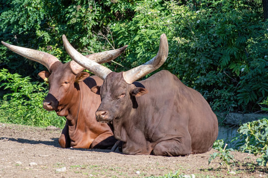 Close up photo of Ankole-Watusi (Bos Taurus) cow