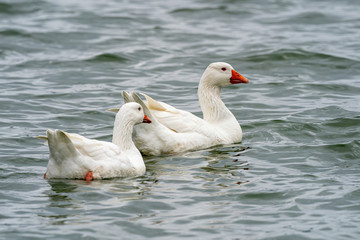 Head shot of Domestic goose (Anser cygnoides domesticus)