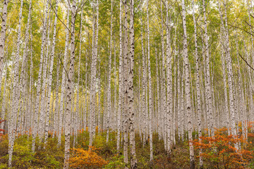 A grove of birch trees with autumn foliage