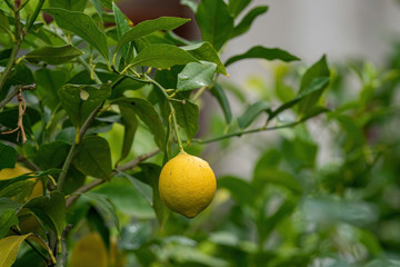 Bunch of ripe lemon. Ripe lemon hanging on a tree.