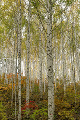 Obrazy na Szkle  Gaj brzozowy z jesiennymi liśćmi