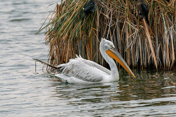Dalmatian curly pelican (Pelecanus crispus) the world's largest fresh water bird