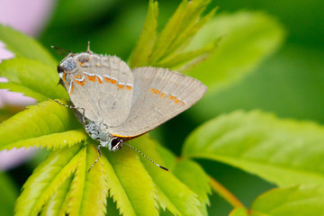 Eastern Tailed Blue, Cupido comyntas