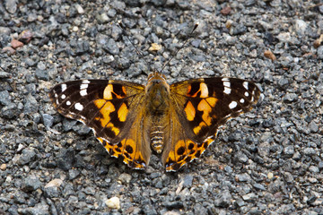 Painted Lady, Vanessa cardui