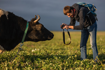 man photographs cow, photographer takes an animal