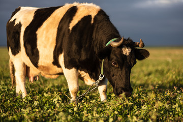 cow grazes in green meadow