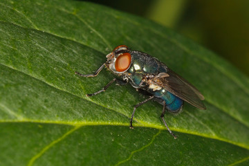 Blow Fly