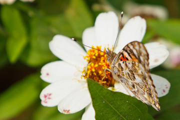 Painted Lady, Vanessa cardui, on white flower