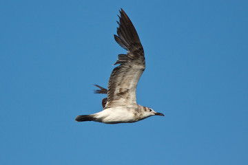 Second Winter Laughing Gull in flight