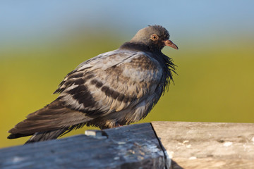 Bedraggled Rock Pigeon, Columba livia, feral