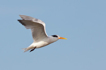 Fototapeta na wymiar Elegant Tern in flight