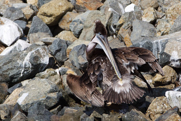 The Brown Pelican, Pelecanus occidentalis, preens by spreading oil from its uropygial gland near...