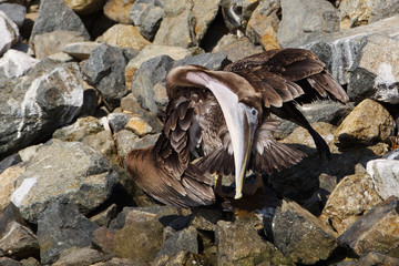 The Brown Pelican, Pelecanus occidentalis, preens by spreading oil from its uropygial gland near the base of its tail across its feathers with its beak. The oil helps the feathers be water resistant.