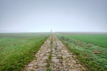 Moody foggy autumn landscape with agricultural fields and a decaying overgrown path leading into...