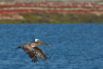 Fototapeta na wymiar Brown Pelican, Pelecanus occidentalis, flying over bay