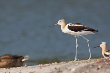 American Avocet, Recurvirostra americana