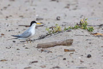 California Least Tern, Sternula antillarum browni, an endangered subspecies