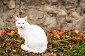 portrait of white cat on the street