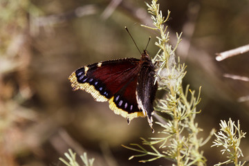 Mourning Cloak butterfly, Nymphalis antiopa