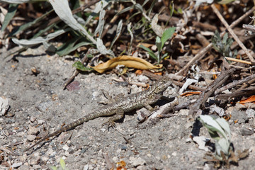 Western Fence Lizard, Sceloporus occidentalis