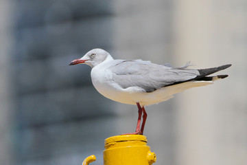 Grey-hooded gull (Chroicocephalus cirrocephalus) in Coney Island