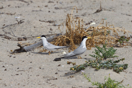 California Least Tern, Sternula Antillarum Browni